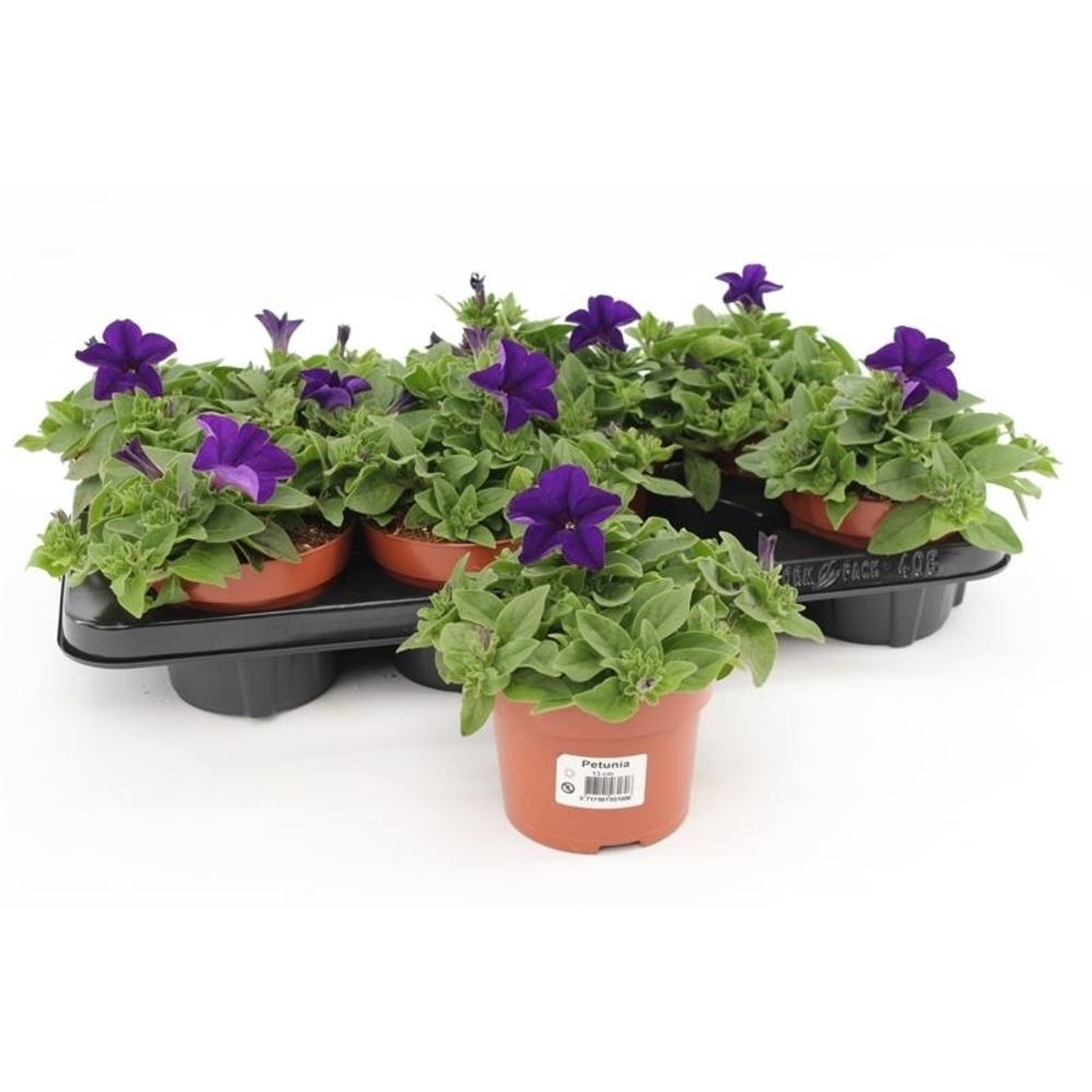 Petunia Dark Blue.