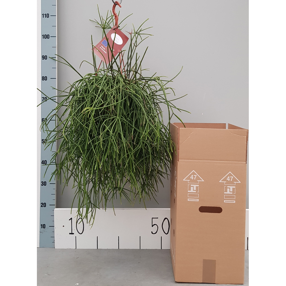 Rhipsalis Mauritiana 20cm.