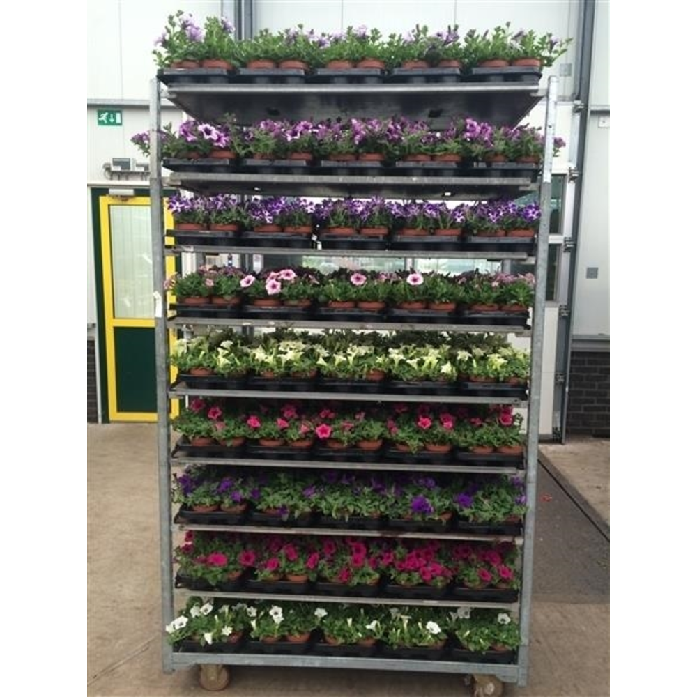 Petunia Mix Trolley.
