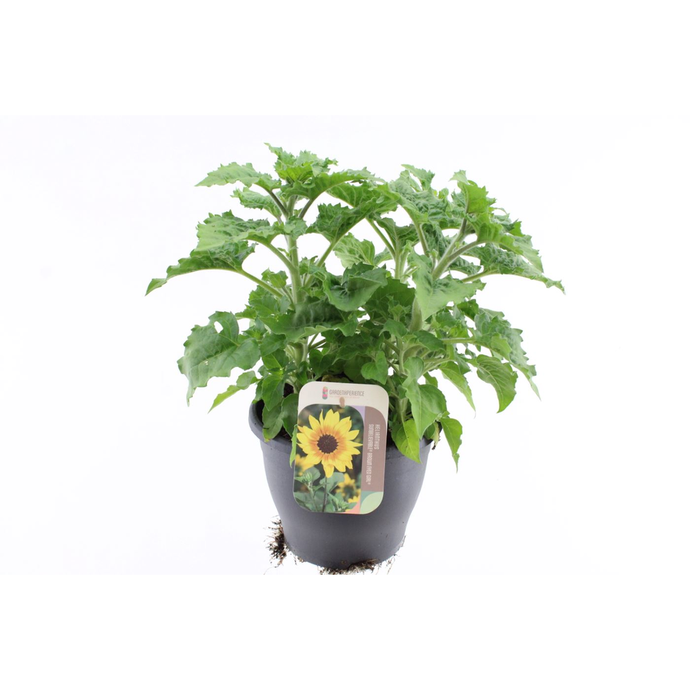 Helianthus Sunbelievable Bro.