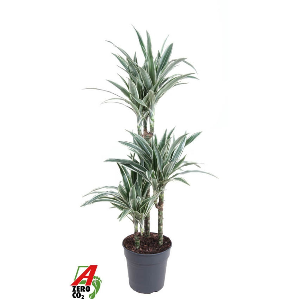 Dracaena White Stripe 60-30-15.