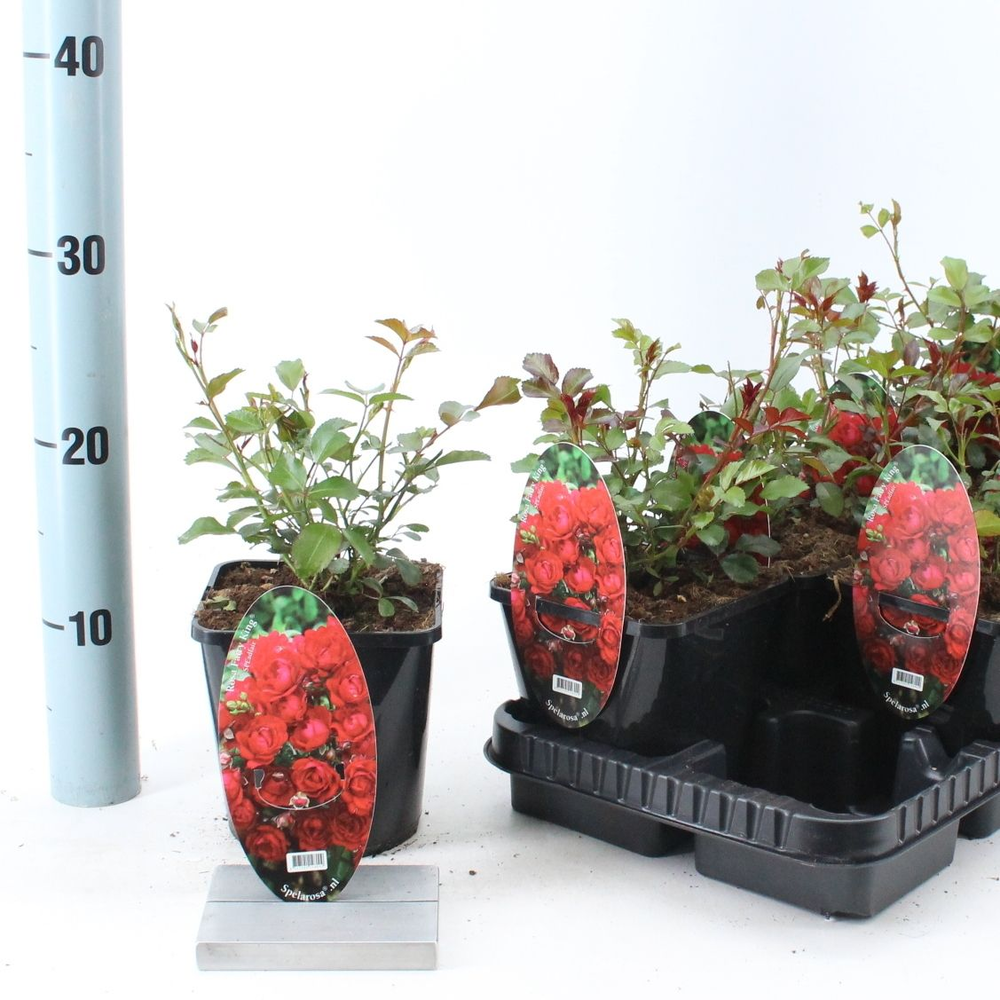 Rosa (PA) 'Fairy King' ®.