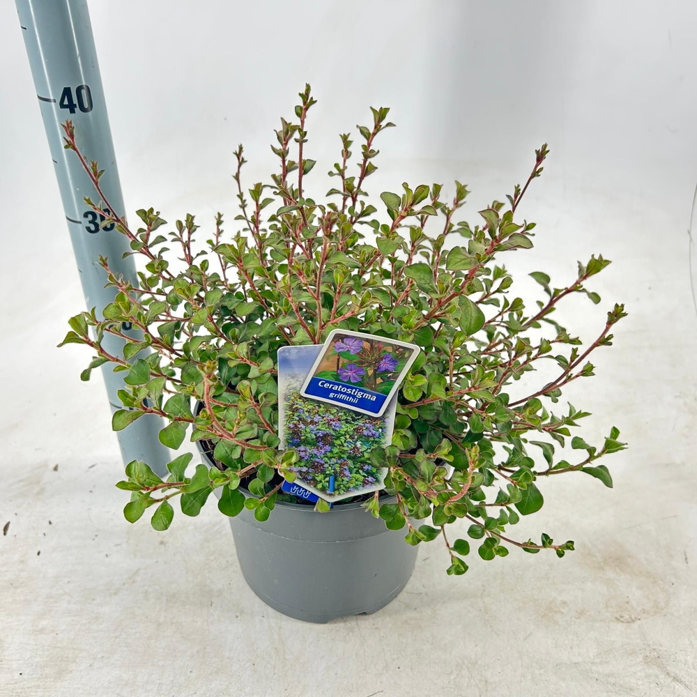 Ceratostigma griffithii.