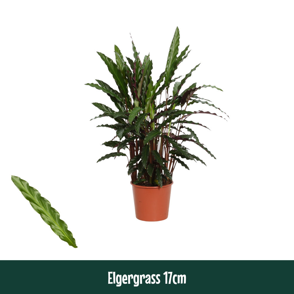Calathea 17cm Elgergrass.