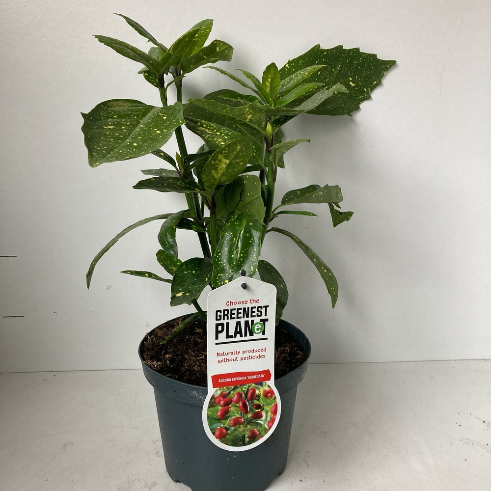 Aucuba japonica 'Variegata'.