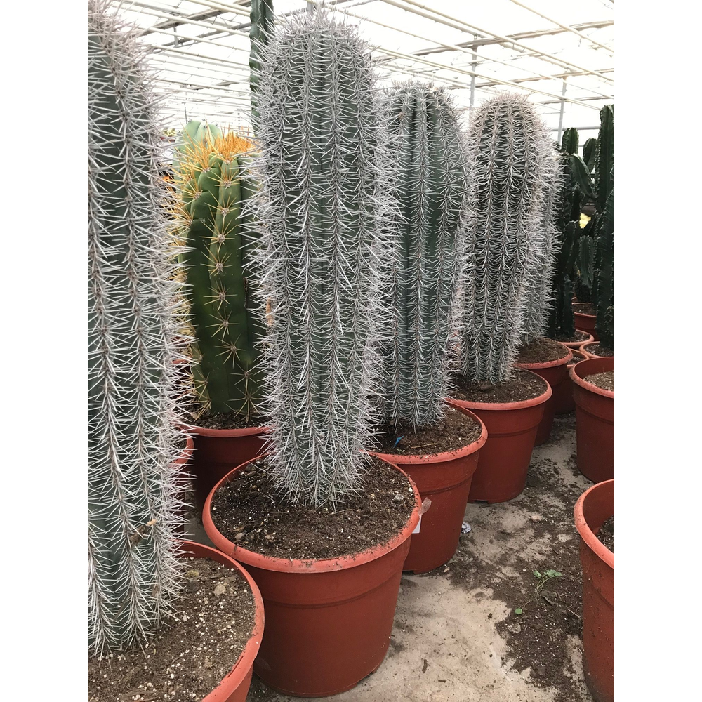 Art.549 Pachycereus Pringlei 28 cm.