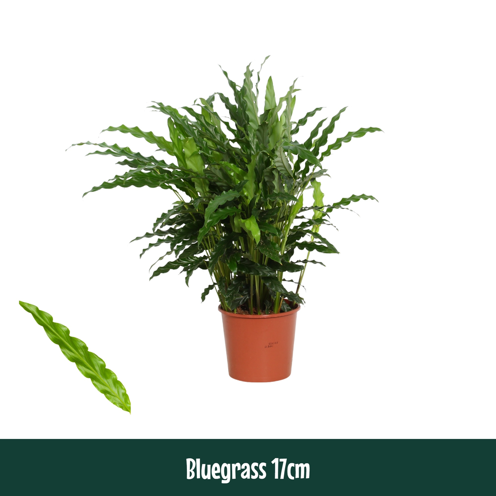 Calathea 17cm Bluegrass Living Plants.