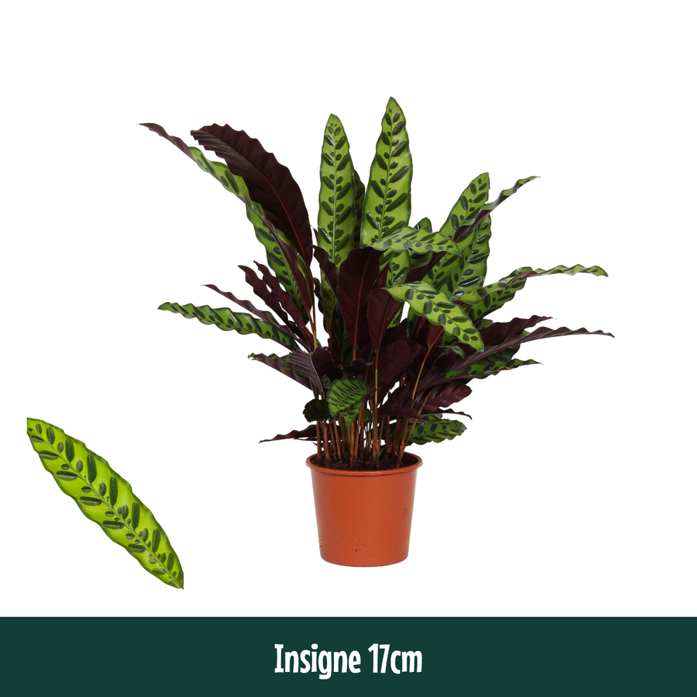 Calathea 17cm Insigne (Lancifolia).
