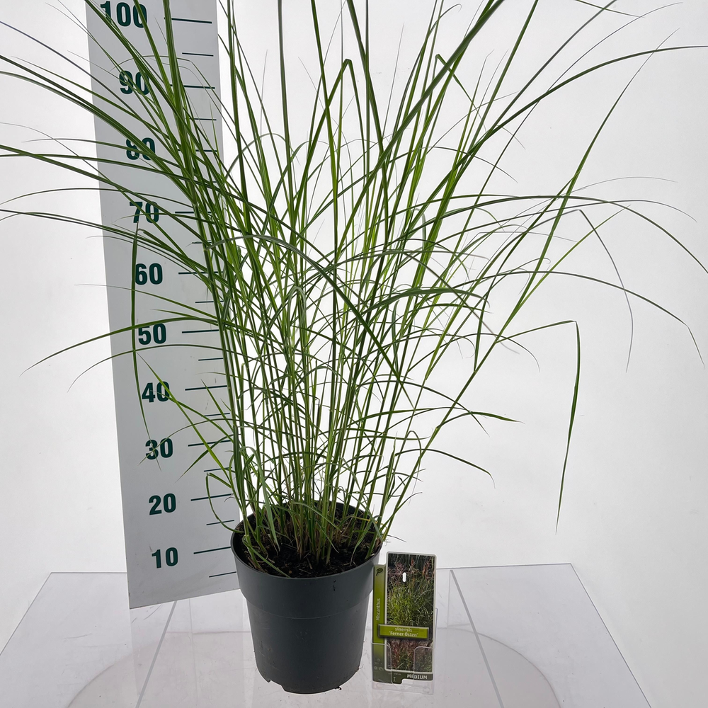 Miscanthus sin. 'Ferner Osten'.