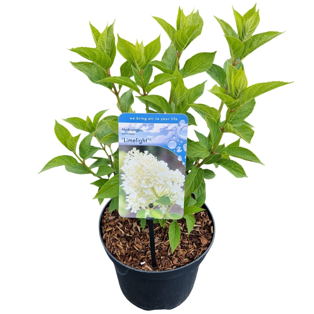 Hydrangea pan. ‘Limelight’® PBR.
