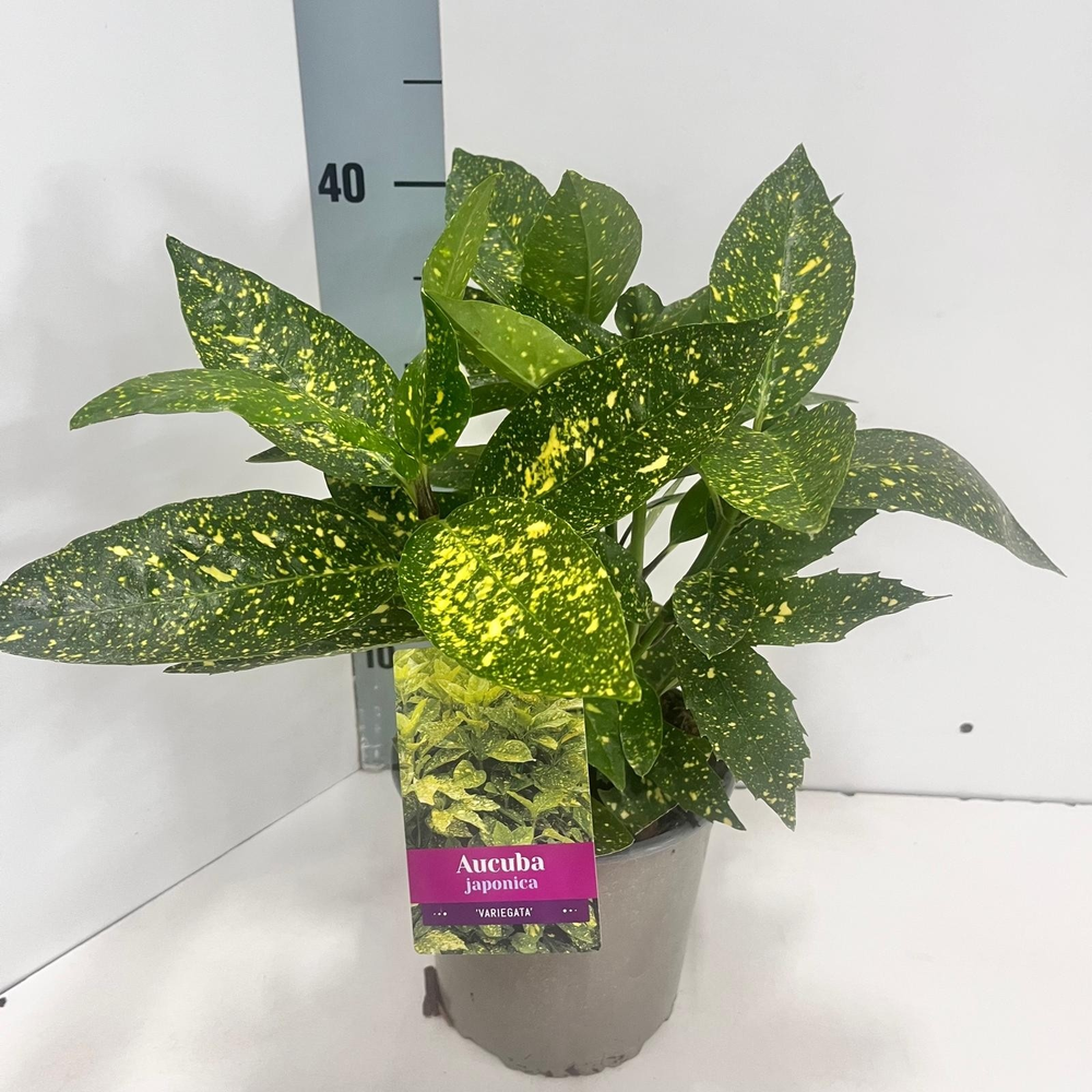 Aucuba japonica 'Variegata'.