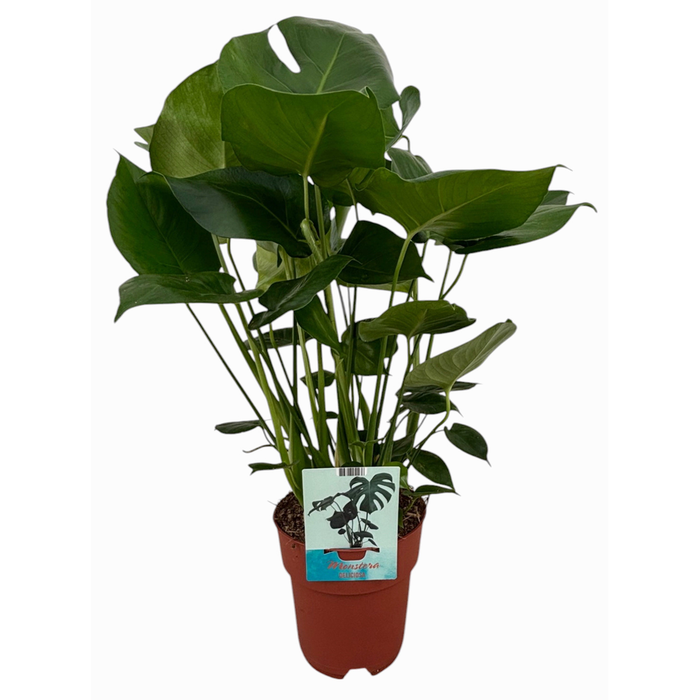 Monstera Deliciosa.