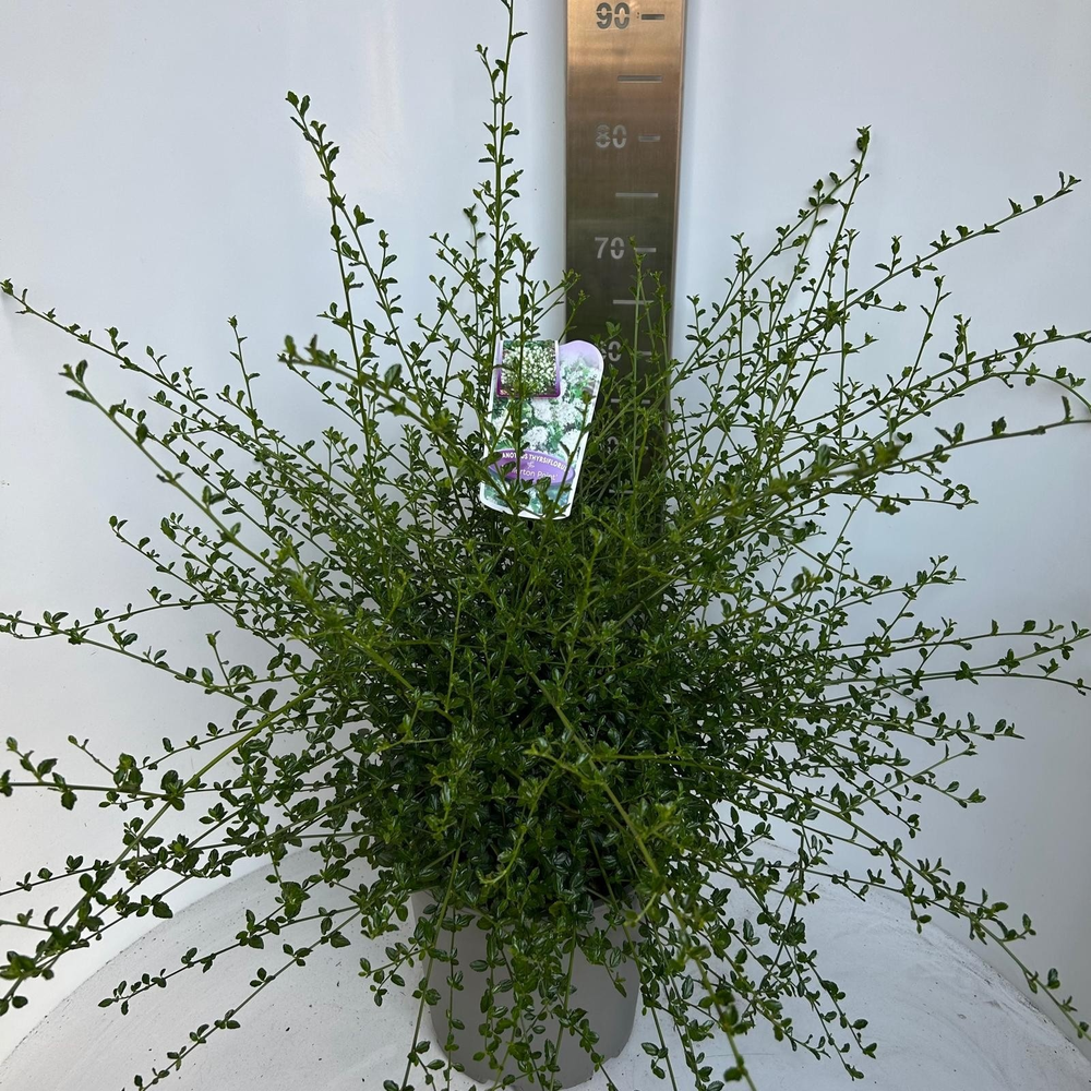 Ceanothus thyr. 'Millerton Point'.