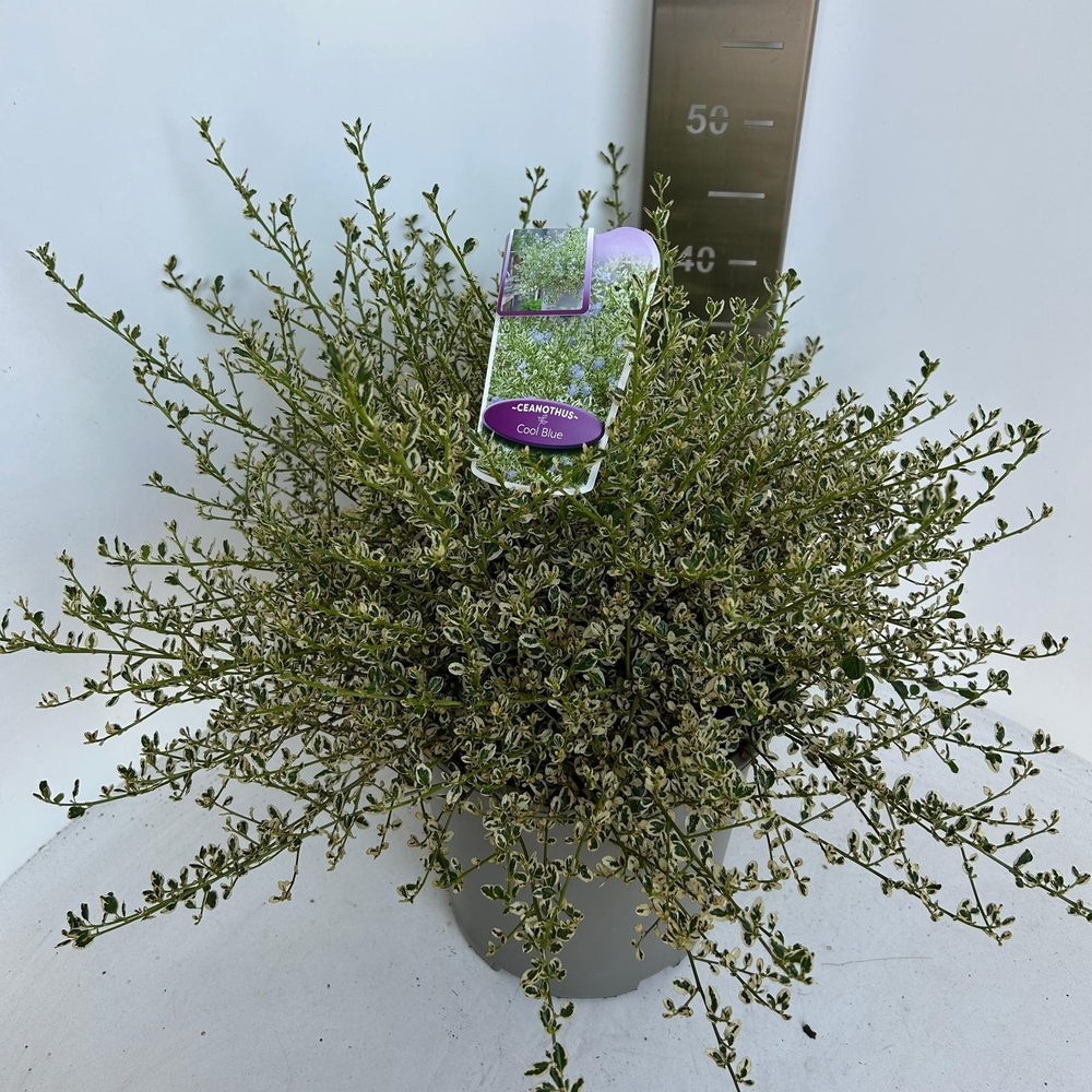 Ceanothus impressus Cool Blue ('Huico02'PBR).