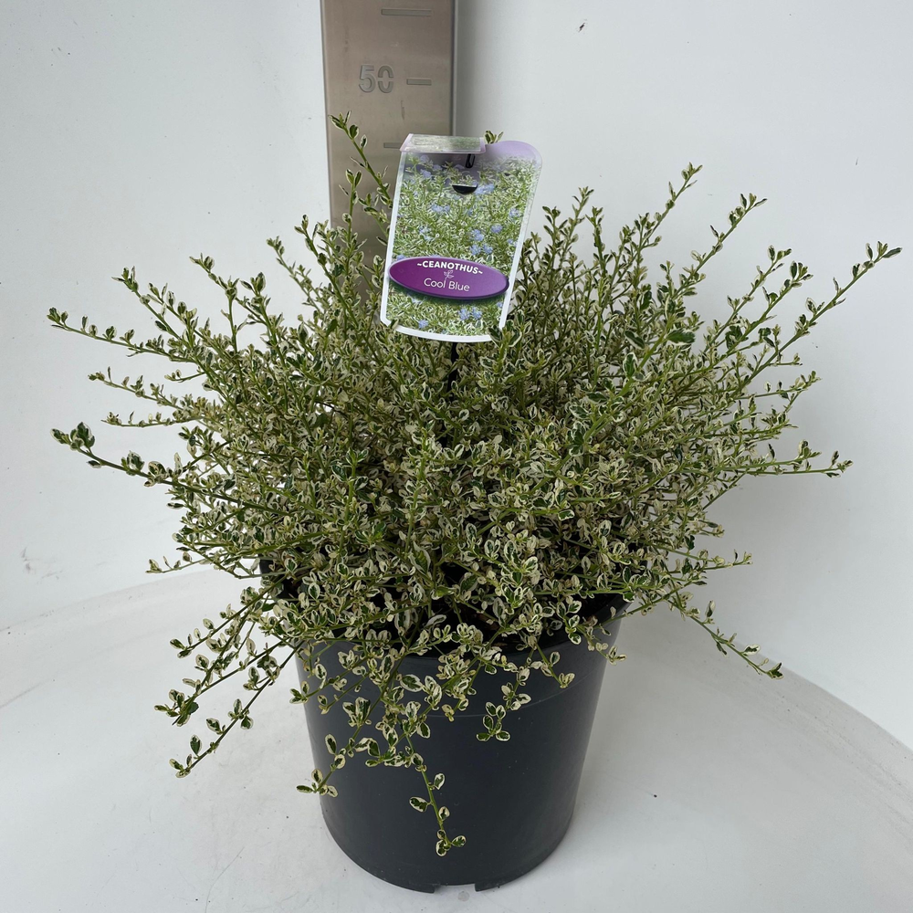 Ceanothus impressus Cool Blue ('Huico02'PBR).