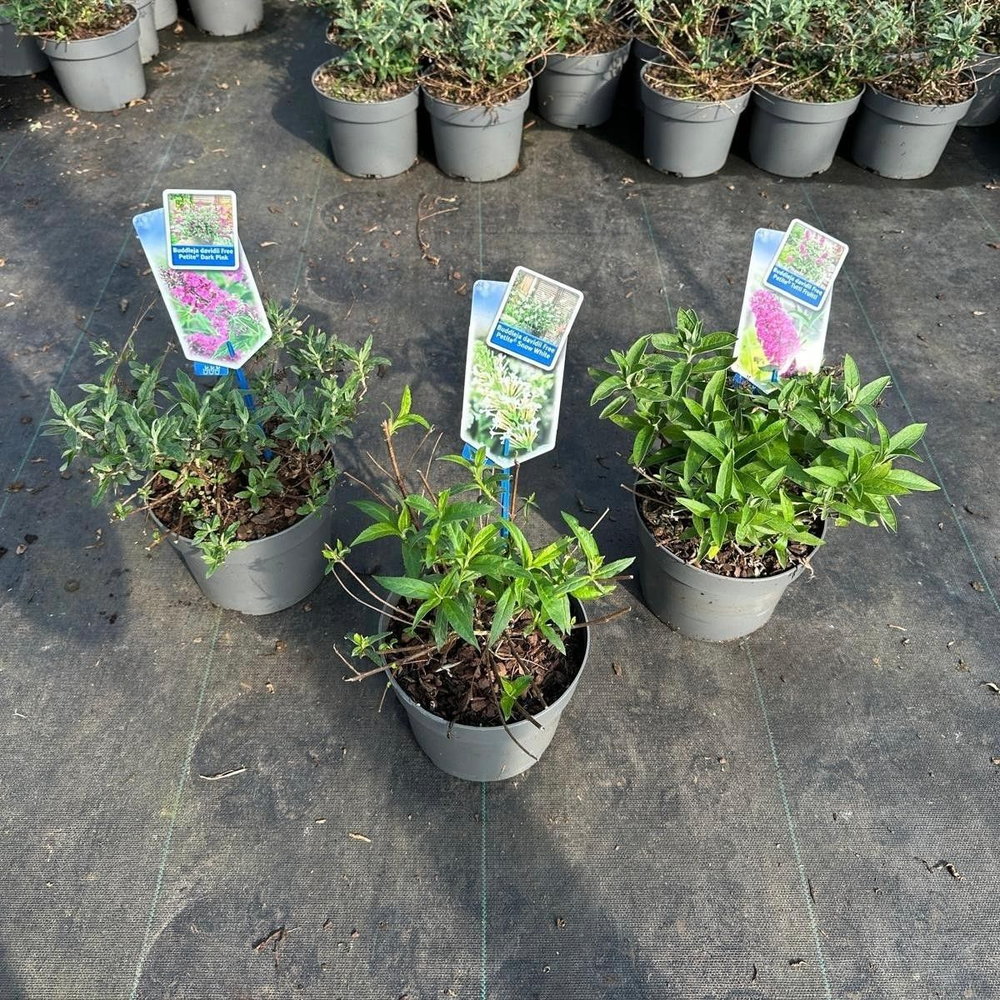Buddleja (Free petite) mix P17 (minimum order one .