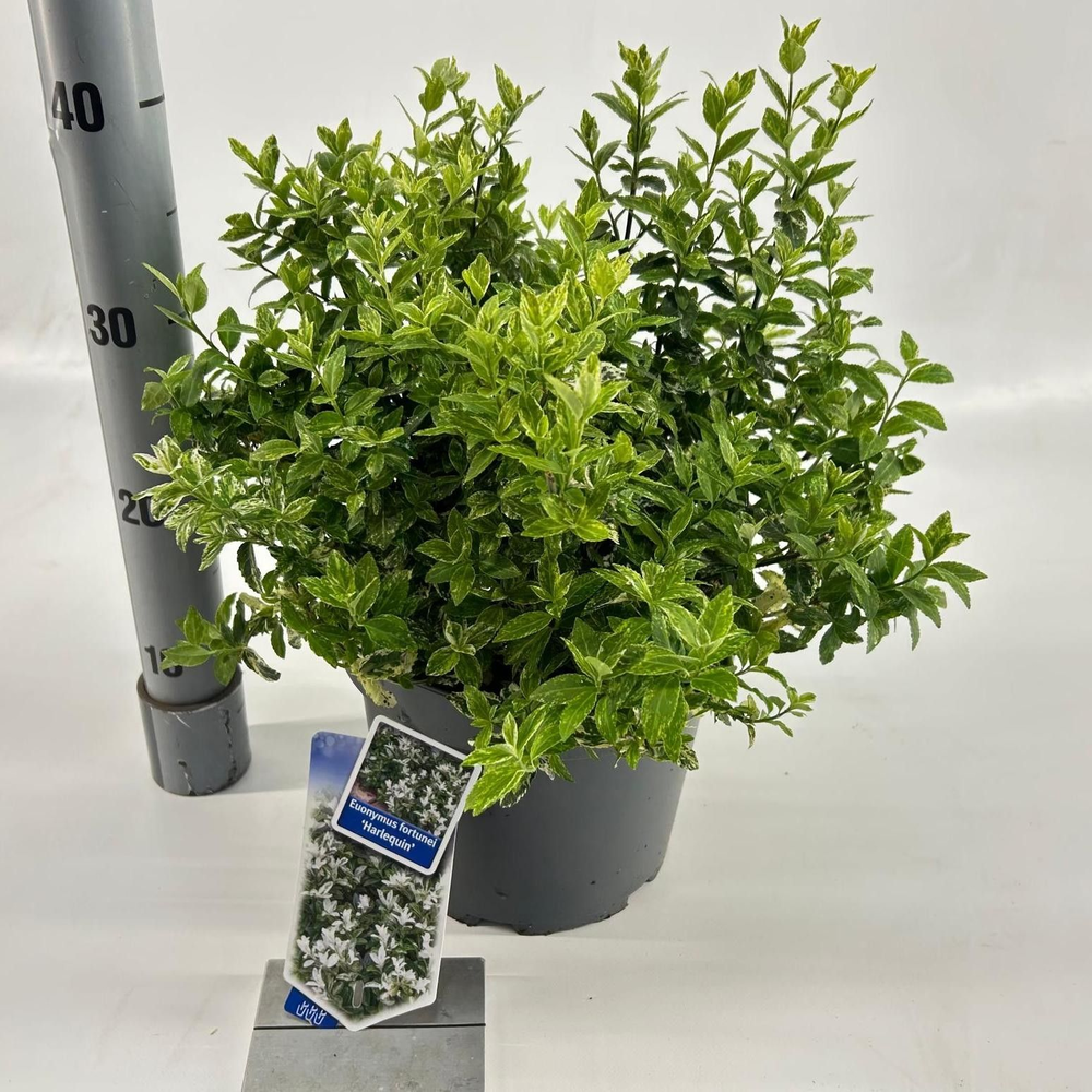 Euonymus fort. 'Harlequin'.