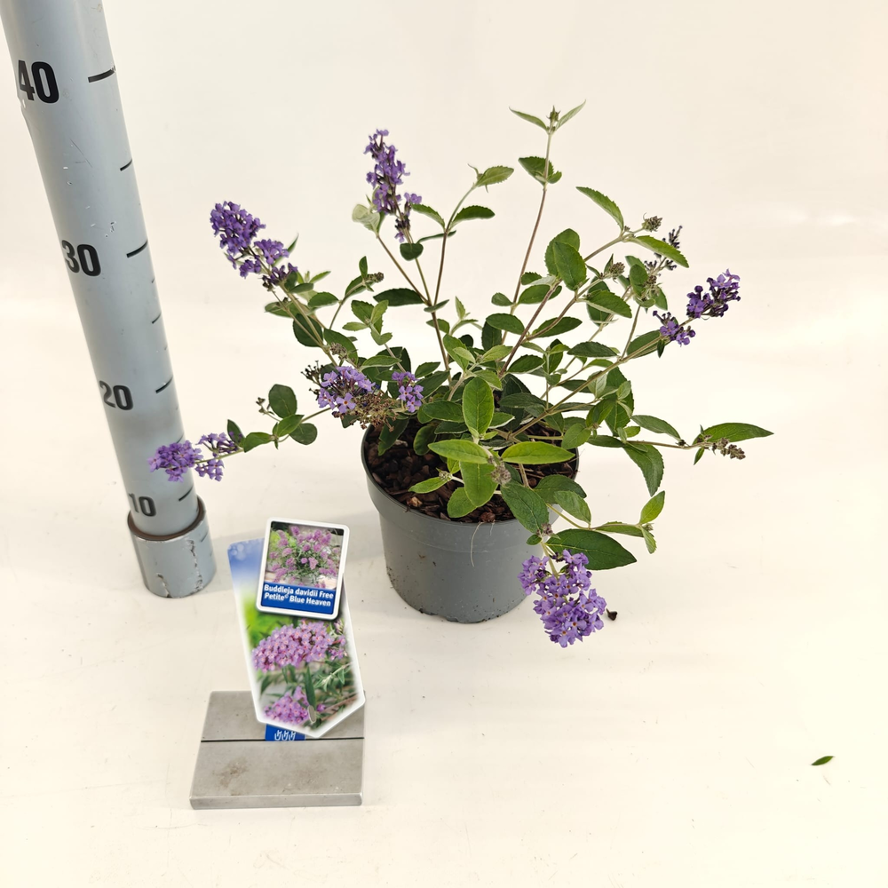Buddleja dav. Free Petite© Blue Heaven ('Podaras 8.