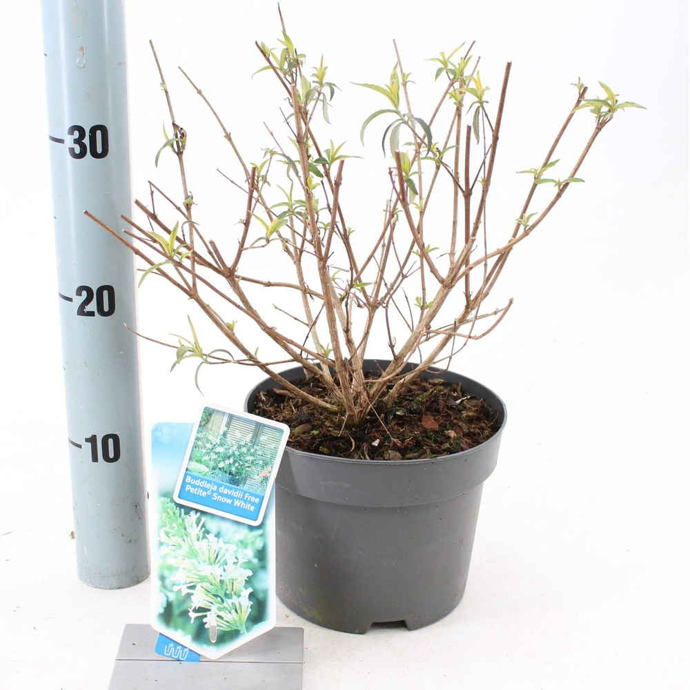 Buddleja dav. Free Petite© Snow White ('Podaras 15.