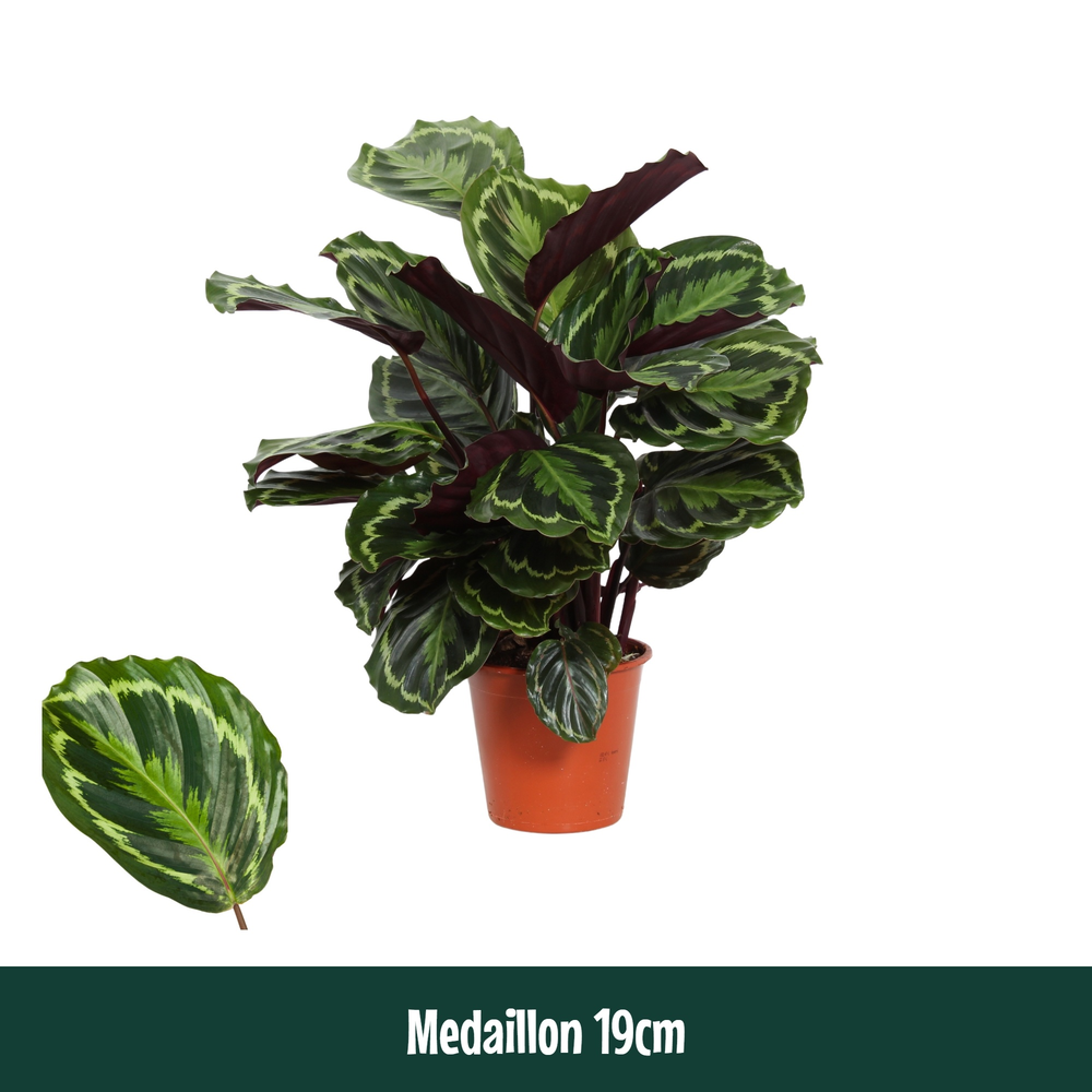 Calathea 19cm Medaillon.
