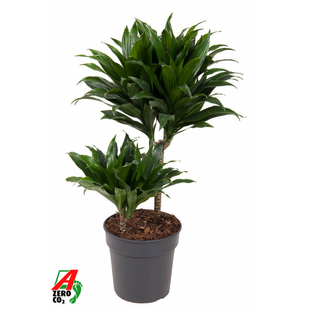 Dracaena Compacta 30-10.
