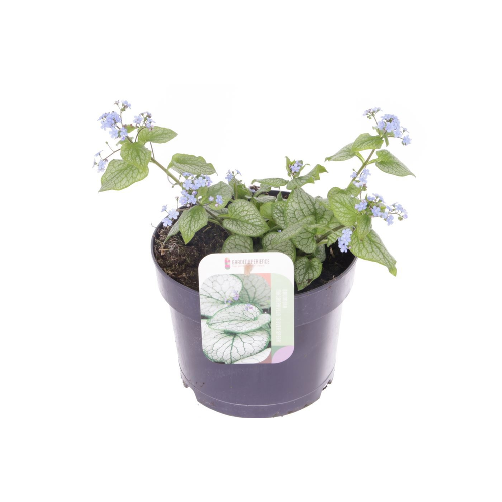 Brunnera Silver Spear.