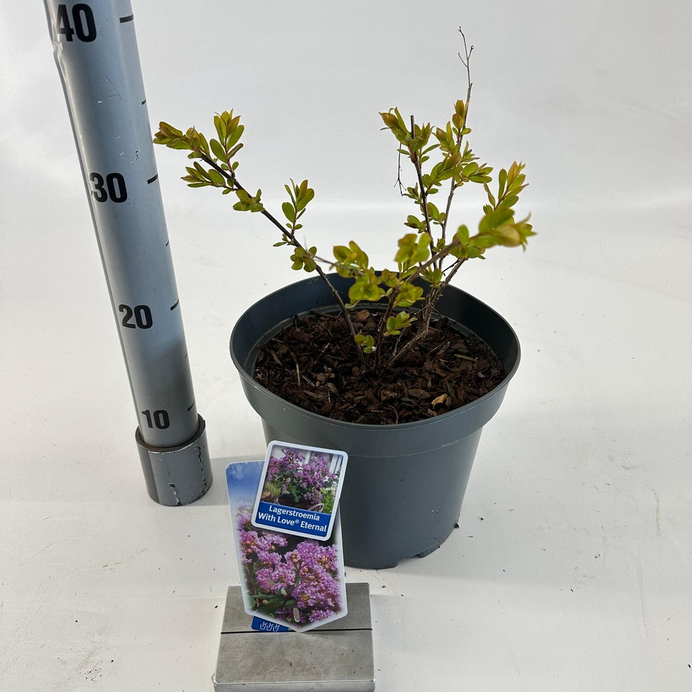 Lagerstroemia indica With Love Eternal ('Milavio'P.