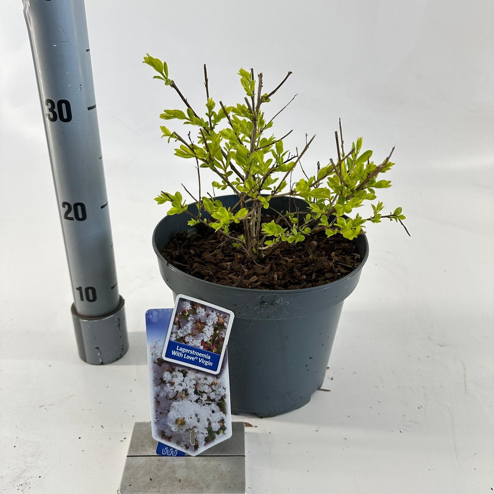 Lagerstroemia indica With Love Virgin ('Milabla'PB.