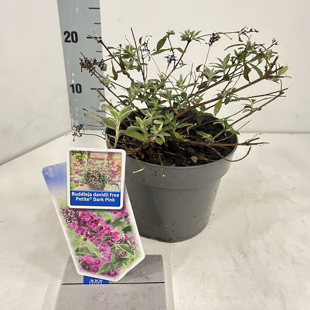 Buddleja dav. Free Petite© Dark Pink ('Podaras 10'.