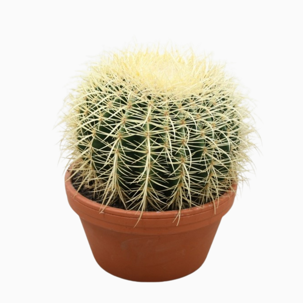 Echinocactus grusonii 20 cm.