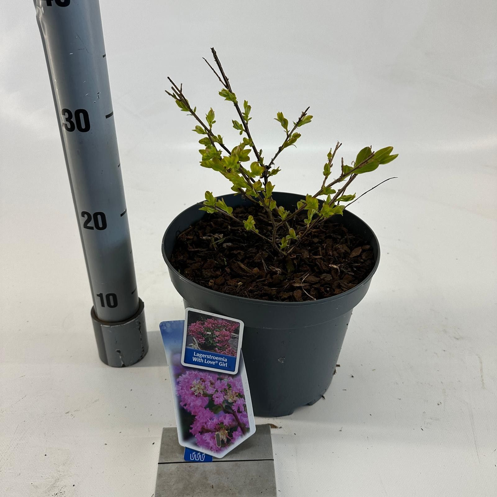 Lagerstroemia indica 'With Love Girl'.