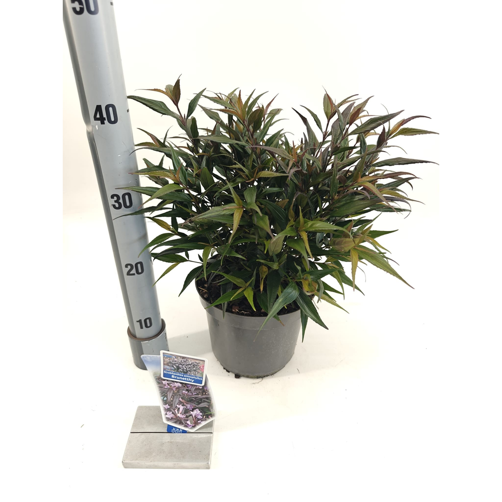Strobilanthes anisophyllus Brunetthy ('Lankveld15'.
