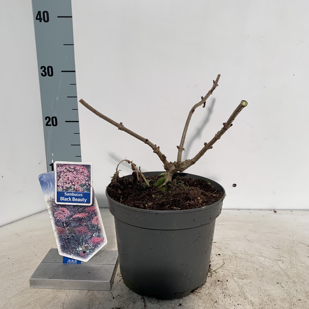 Sambucus nigra Black Beauty ('Gerda'PBR).