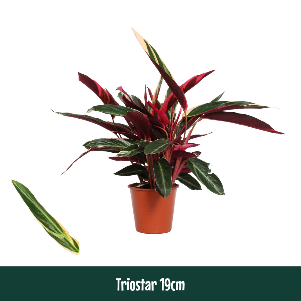 Calathea 19cm Triostar (Stromanthe).