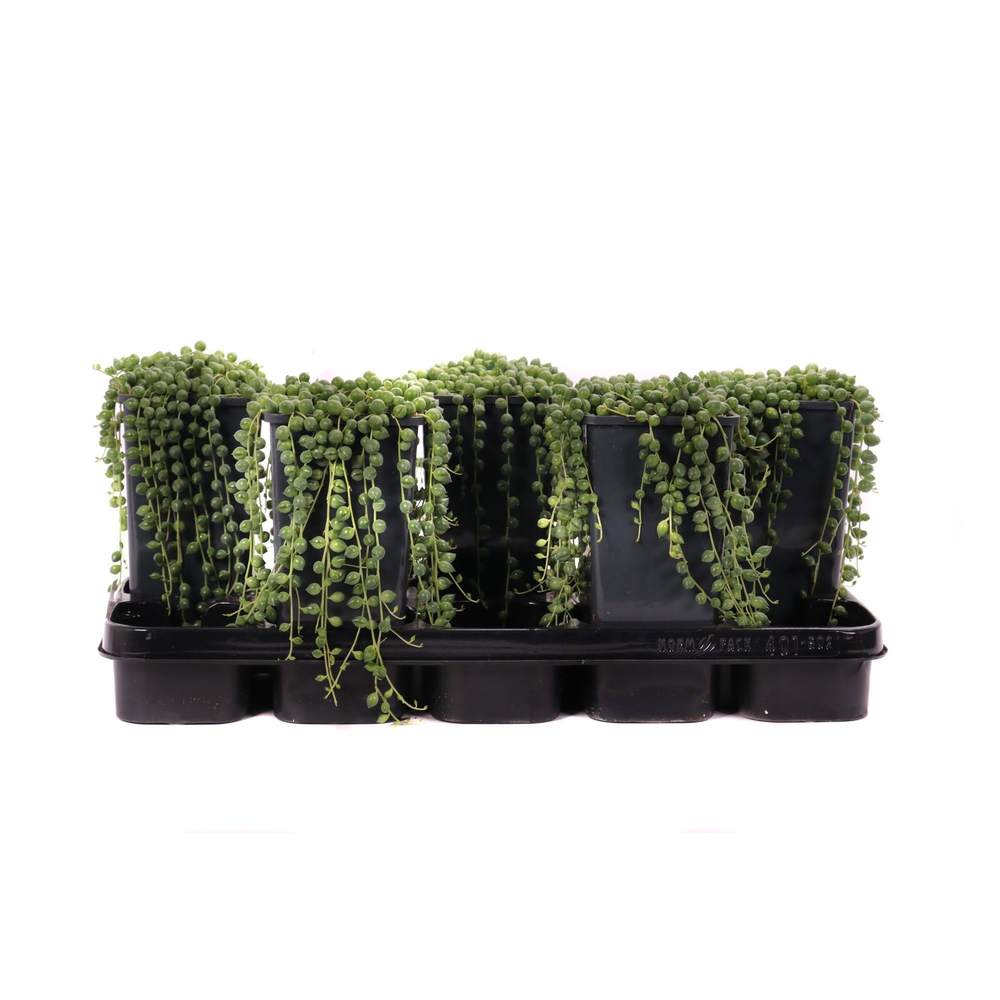 Senecio rowleyanus 14 cm.