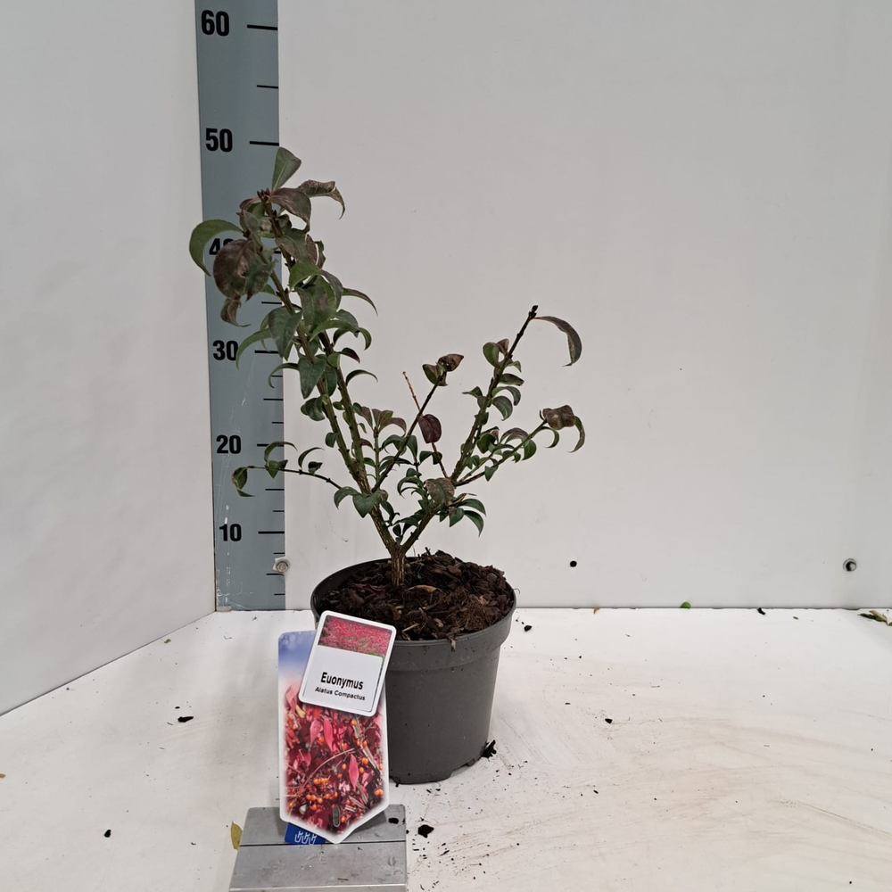 Euonymus alatus 'Compactus'.