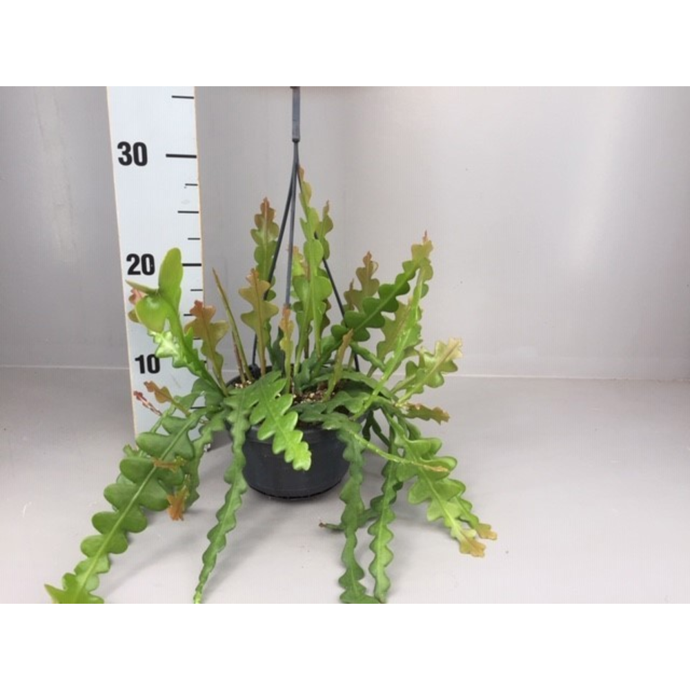 Epiphyllum anguliger.