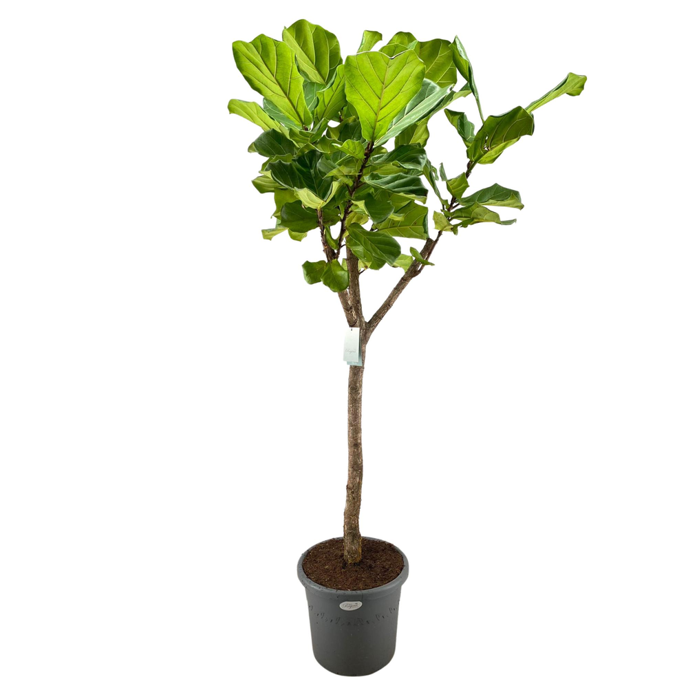 Ficus Lyrata rechte stam p40.