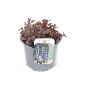 Ajuga reptans Burgundy Glow.