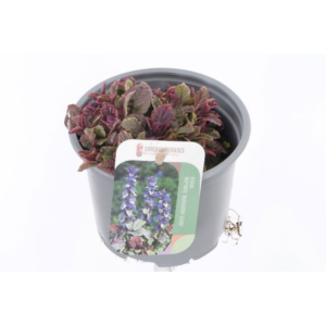 Ajuga reptans Burgundy Glow.