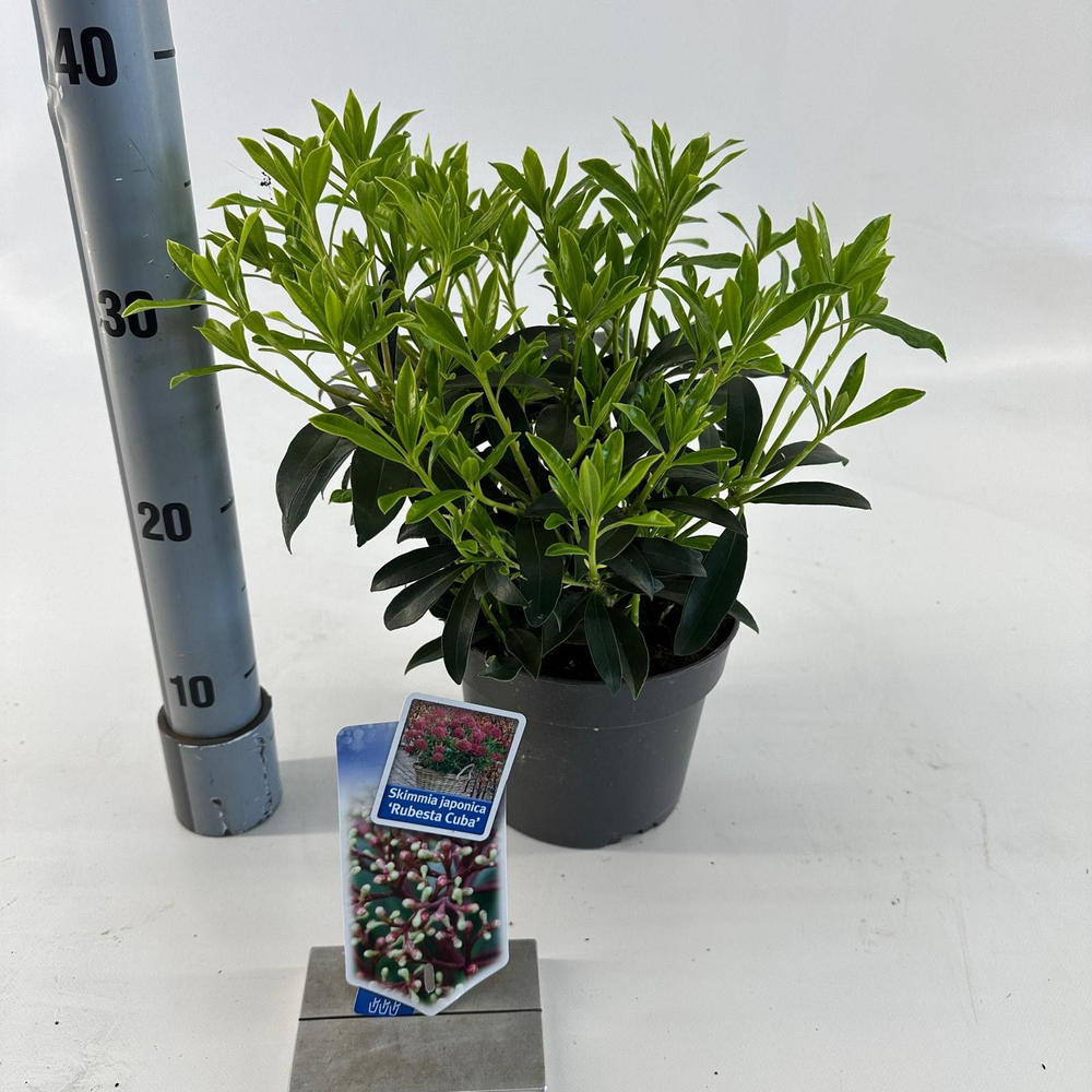 Skimmia jap. Rubesta Cuba.