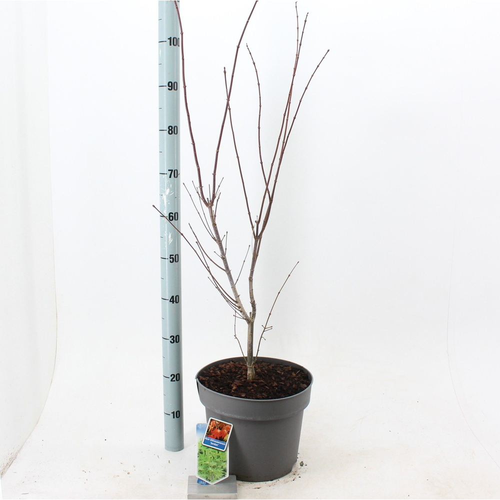 Acer shirasawanum 'Jordan'.