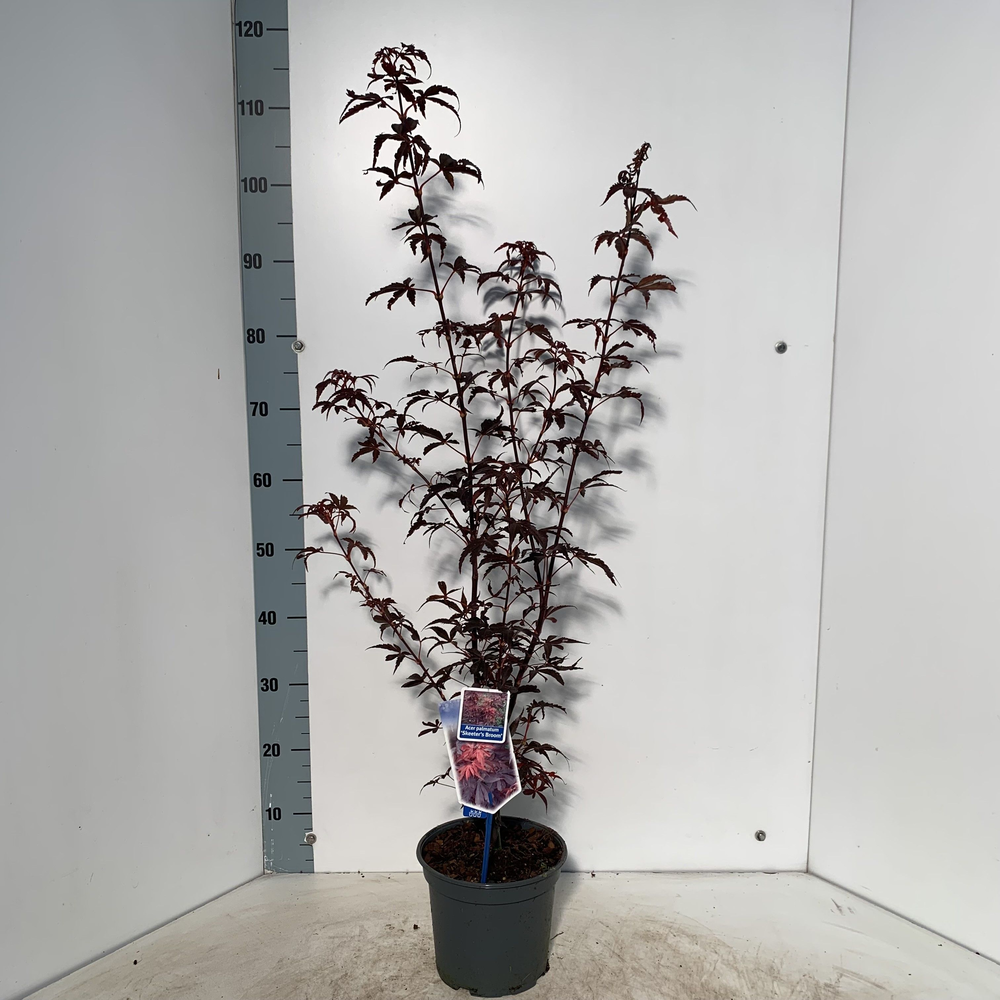 Acer pal. 'Skeeters Broom'.