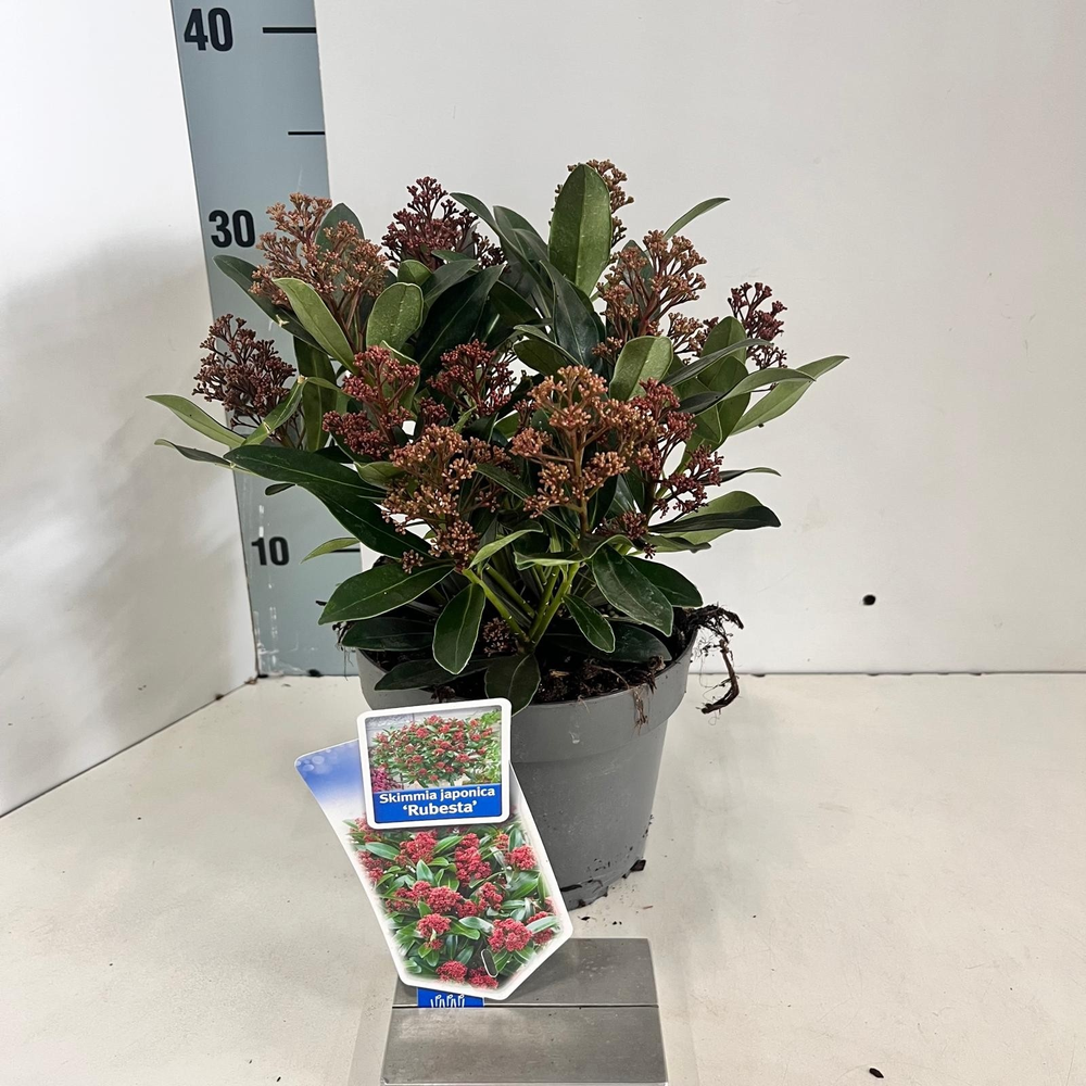 Skimmia jap. Rubesta® ('Moerings 3'PBR).