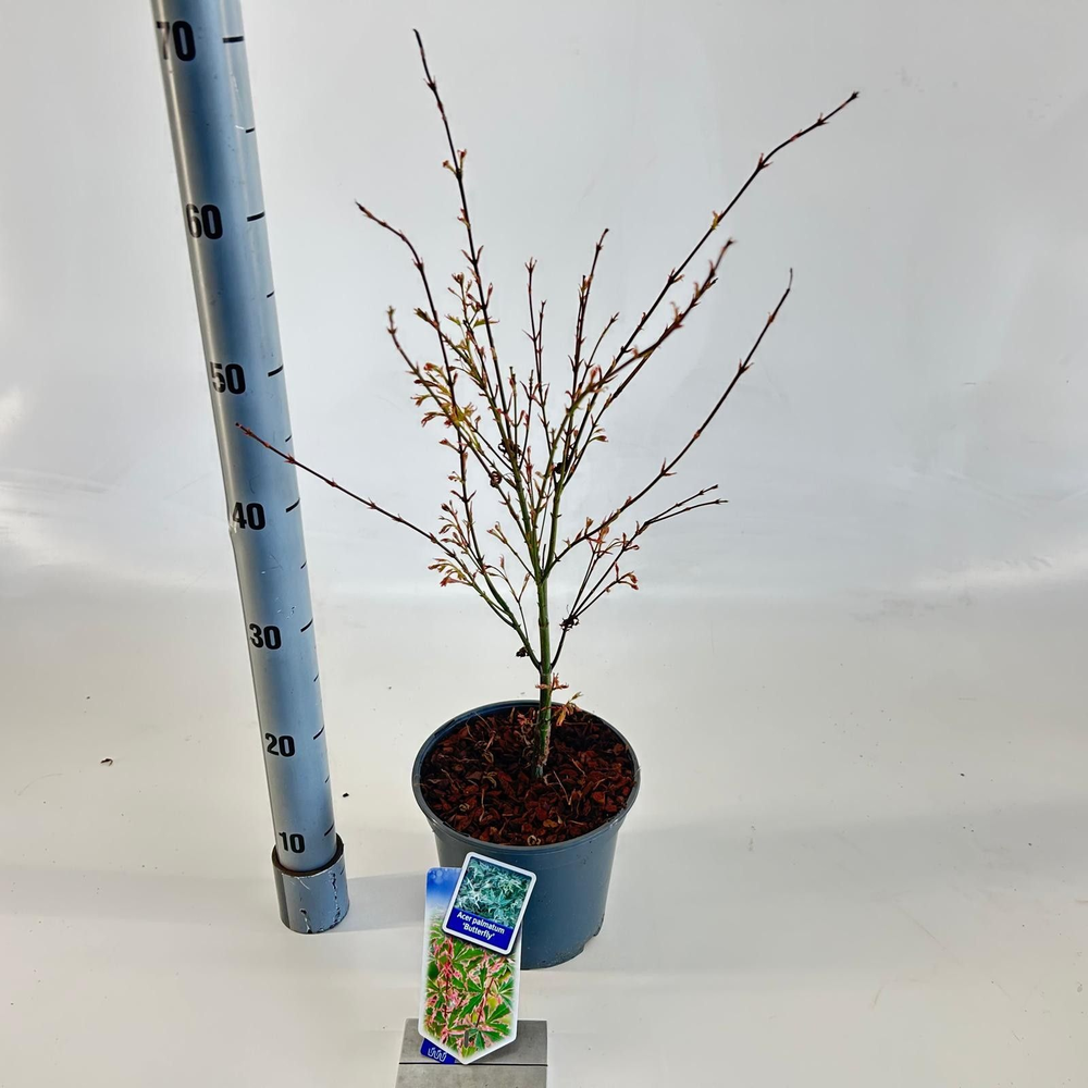 Acer pal. 'Butterfly'.