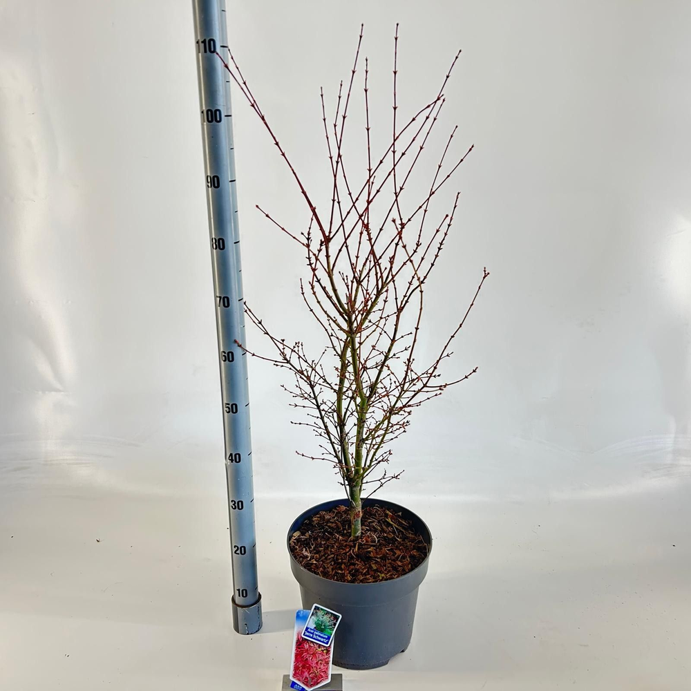 Acer pal. 'Jerre Schwartz'.