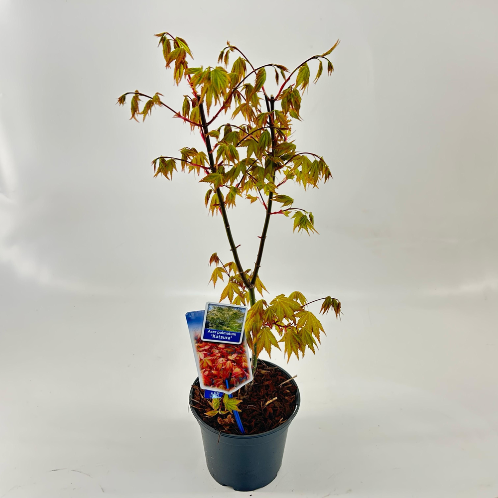 Acer pal. 'Katsura'.