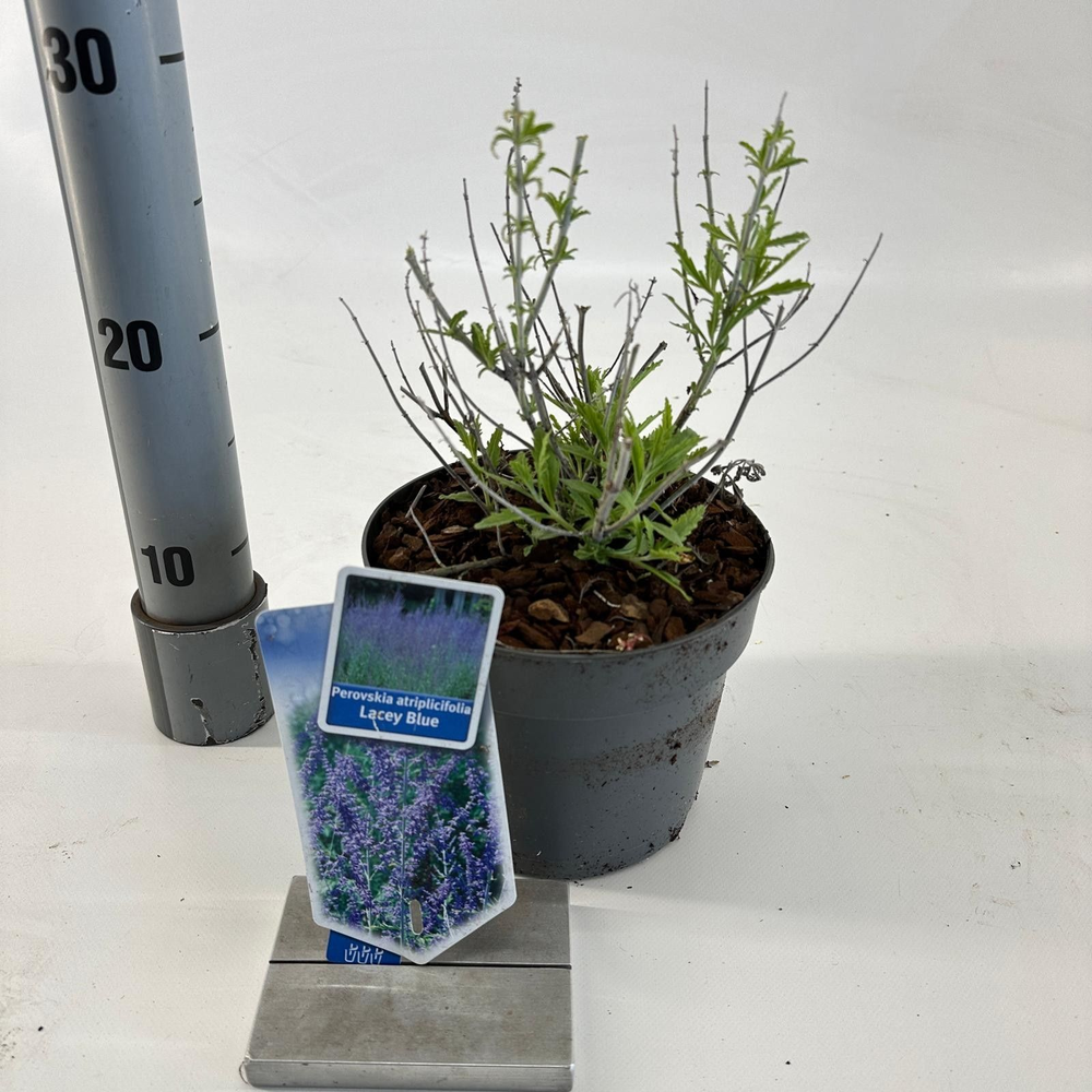 Perovskia atriplicifolia Lacey Blue ('Lisslitt'PBR.