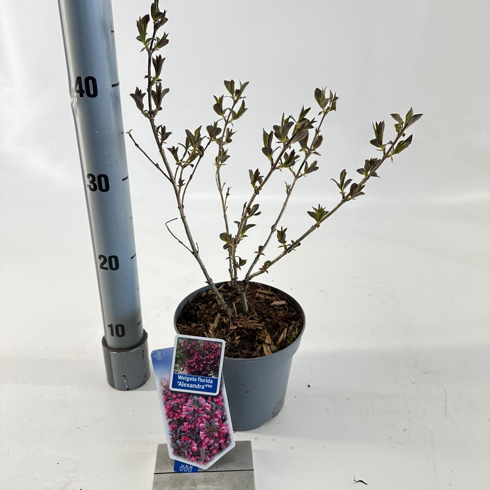 Weigela florida 'Alexandra' PBR (Wine & Roses).