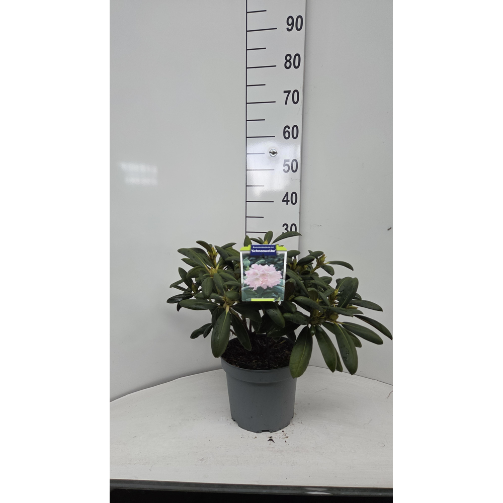 Rhododendron (Y) 'Schneewolke'.